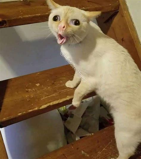 El meme es el resultado de combinar una escena de un programa famoso con una estrella de instagram. Meme - Foto do Gato Tossindo | Sequelanet