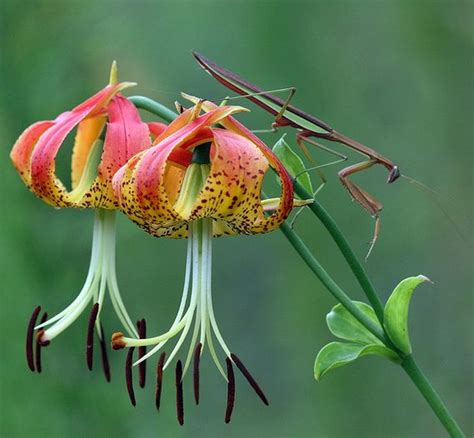 This passion flower has large flowers and leaves. Carolina lily | Wild flowers, Day lilies, Flowers