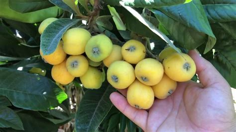 When we think of varieties of fruit trees, we tend to think of trees that produce ripe sweet or sour juicy fruits. Complete tour of all my backyard fruit trees!! May 2020 ...