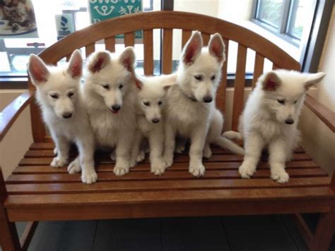 What is the meaning of lwdr abbreviation? Echo Dogs White Shepherd Rescue Reviews and Ratings ...