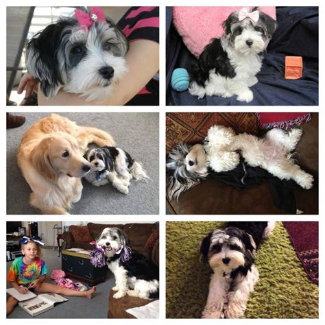 We are located in newport wa. New Jersey Happy Tails | Happy tails, Morkie puppies, Pup