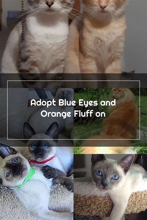 Planning to adopt a pet? Siamese Cats For Adoption Mn