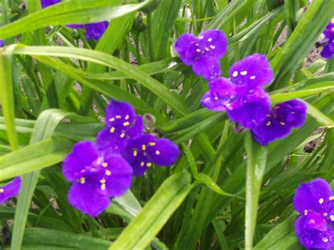 Panaschierte sorte der dreimasterblume (tradescantia spathacea) die auch als rhoeo discolor bekannt ist und aus südamerika stammt.weitere infos. Dreimasterblume (Gartentradeskantie) - Gartenelfe