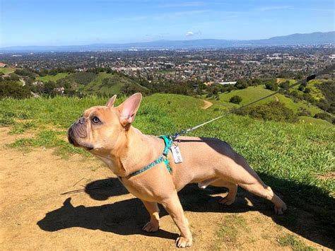 French bulldog · san jose, ca. french bulldog puppy yoga hike california | French bulldog ...