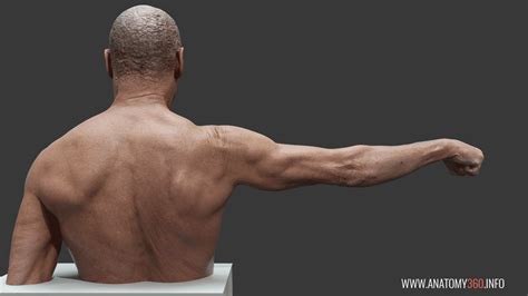 This article describes the development of a musculoskeletal model of the human lumbar spine with focus on back muscles. Back Muscles Reference : When Arnold Says Ill Be Back in ...