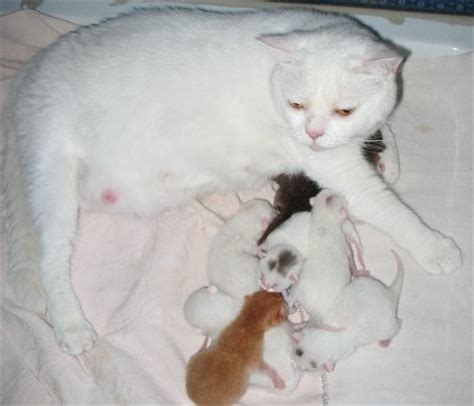 Dove mettere i gattini appena nati? Attualità - Diario Allevamento Fata Morgana
