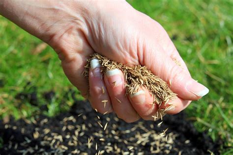 Repairing a drought damaged lawn is fairly easy to do. How to Repair Bald Spots in Your Lawn | HGTV