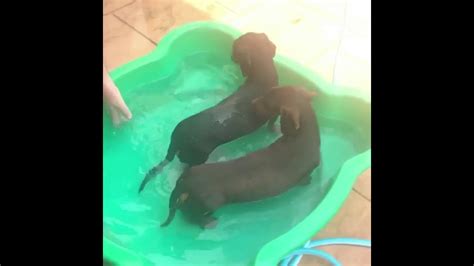 When was the last time you laughed so much you fell over the bed? Cute mini Dachshunds cool off in their pool. - YouTube