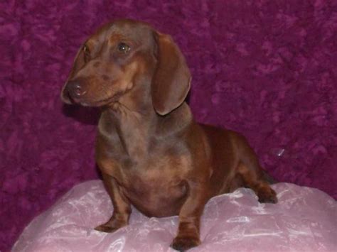 So many people wanted him that they held a lottery. DACHSHUND PUPPIES for Sale in Mead, Oklahoma Classified ...
