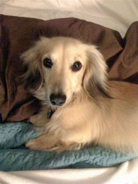 There is the long coat, the smooth coat and the wire coat. English Cream long haired Miniature Dachshund. Baxter ...