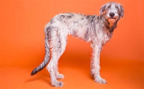 Cancer men charm us with their romantic and family oriented side. Irish Wolfhound: gentle giants are an affectionate dog ...