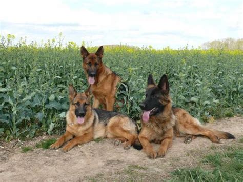 E classificata nel gruppo 1, quello dei cani da pastore e bovari. Il pastore belga malinois - Cani Taglia Grande - Pastore ...
