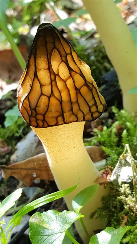 Käppchenmorchel (Morchella semilibera) Foto & Bild | pflanzen, pilze ...