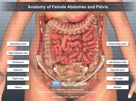 The female reproductive system is an intricate arrangement of structures that can separate into external and internal genitalia. Abdominal Anatomy Female : Anatomy Of The Female Abdomen ...