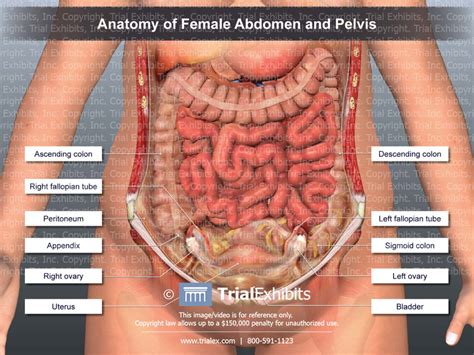 The female reproductive system is an intricate arrangement of structures that can separate into external and internal genitalia. Abdominal Anatomy Female : Anatomy Of The Female Abdomen ...