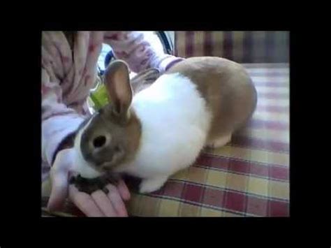 Must leave your pets at home. my rabbit licks me! - YouTube