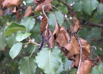 On apples and pears, the disease can kill. Bradford Pear | Home & Garden Information Center