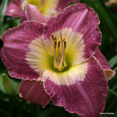 Hilton paris la defense is situated in la défense 12. MALAYSIAN MONARCH - Oakes Daylilies