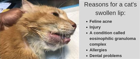 There may be redness and swelling at the site. Cat Swollen Lip (Lower, Upper) - Causes and Remedies ...