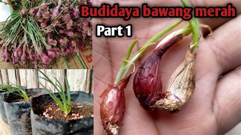 Bawang putih sendiri bekerja tidak secara. Cara menanam bawang merah di Polybag Part 1 - YouTube