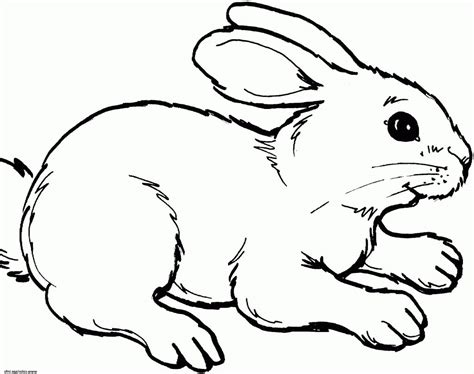 Apprenez comment dessiner un lapin grâce à notre nouveau tutoriel simple et détaillé dédié à cet animal. Animal A Colorier Inspirant Photographie Coloriage Lapin ...