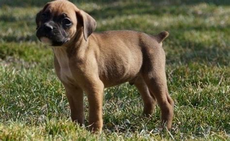 Find a great oregon dog breeder at dogbreederdirectory.com. Boxer Puppies For Sale | Oregon City, OR #261866 | Petzlover