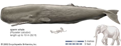 Ikan pari, gurita, rumput laut, bintang laut, terumbu karang, kerang, paus pembunuh, bulu babi, paus sperma, kuda laut, lumba lumba, udang karang, nautilus, penyu, ikan hiu, udang. Apakah Paus Sperma Sepanjang Ini? : Mongabay.co.id