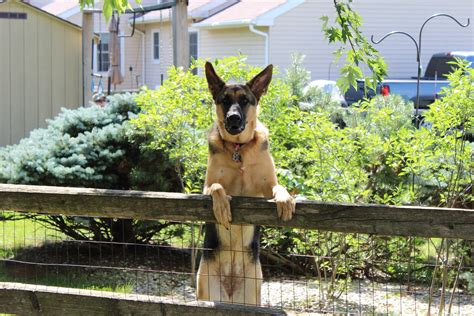 We did not find results for: Do Invisible Dog Fences Work | Pros and Cons | SUPER SPORTY DOGS