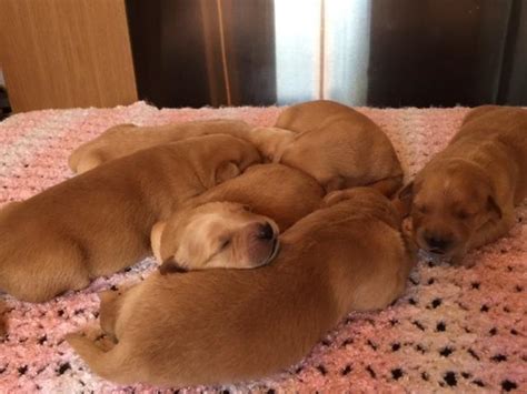 On thursday july 29, arianna and oliver had their newest litter of light blonde golden retriever. Cute Golden Retrievers Puppies for Sale for Sale in ...
