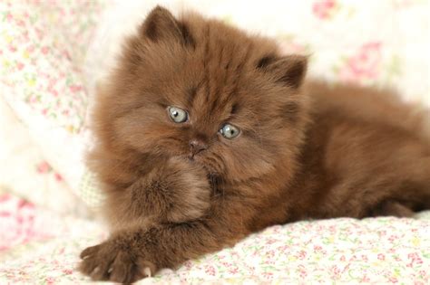 I was very nervous about making such a pricey purchase. Persian Kittens White Persian Cat Price