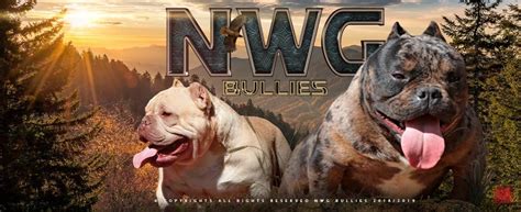 We have a few selective breedings a year. NWG Bullies - Exotic Bullies | Tri color American Bullies