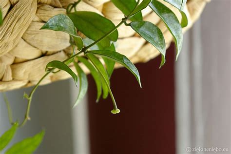 It is compact and prefers a very bright spot with indirect sunlight. Hoya lacunosa „Snow Caps" | Pod zielonym niebem