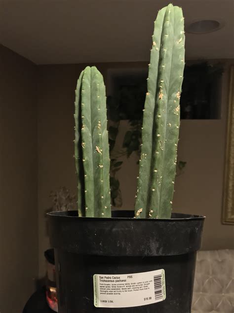 These have started in areas that have been cut prior. Went to home depot for vines, found a san pedro ...