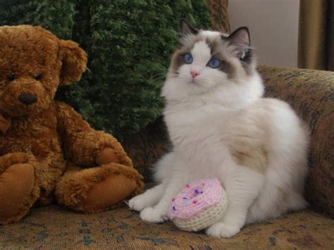 We are a small in home cattery. New-girl-in-town-023 | Ragdoll cat, Ragdoll kitten