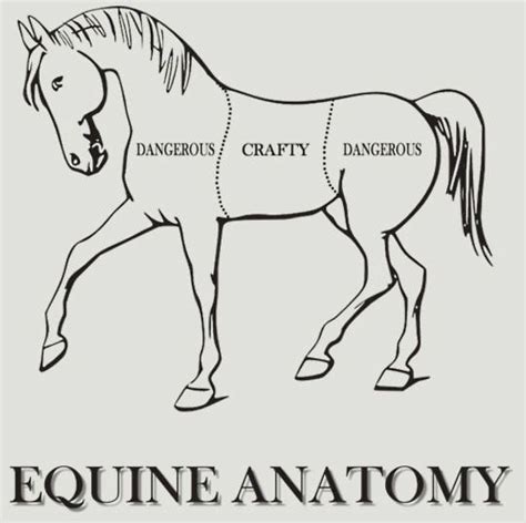 Check spelling or type a new query. "They're dangerous at both ends and crafty in the middle" | Horse anatomy, Funny horses, Equine ...
