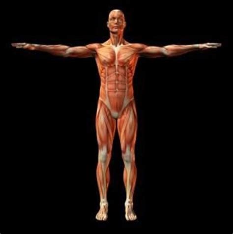 Human muscles enable movement it is important to understand what they do in order to diagnose sports injuries and prescribe rehabilitation exercises. a&p Human Anatomy And Physiology Blog: Human Anatomy And ...