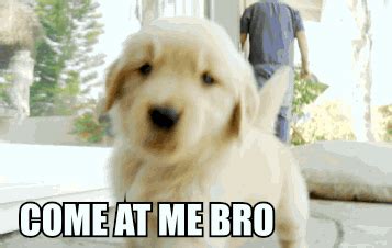 Image - Post-19148-Puppy-Gets-All-COME-AT-ME-BRO-ZCYR.gif ... Wifflegif has the awesome gifs on the internets.