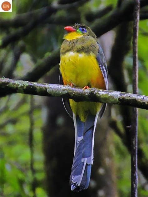 Wales' national animal, the red dragon, has graced the country's flag in various forms for centuries, and many claim that it's even the oldest national flag still used today. Chim Nuốc đảo Java Indonesia | Javan trogon (Apalharpactes reinwardtii)(Trogonidae) IUCN Red ...