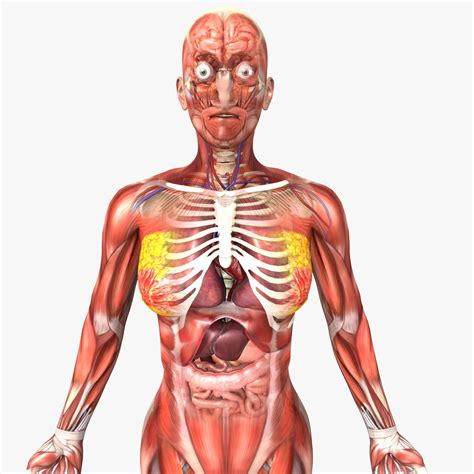 All intercostal muscles originate on the lower border. 3D model Human Female Anatomy | CGTrader