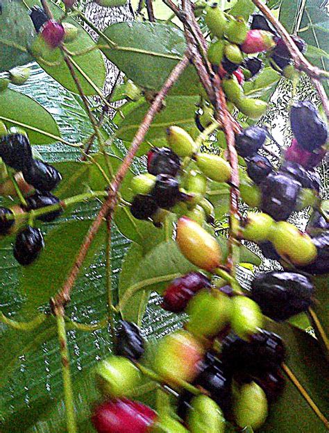 Secara penampakan, buah jamblang terlihat mirip seperti buah anggur namun bentuknya lebih lonjong daripada buah anggur. Buah Jambu Arang | Doce de maçã, Maçã