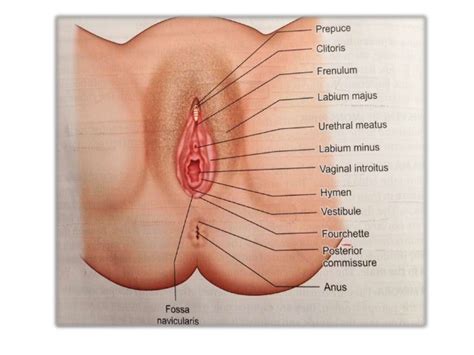 Urethra structure parts functions and diseases and disorders. External Urethra Female Diagram - Aflam-Neeeak