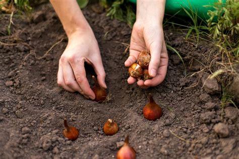 Zwiebeln gedeihen in ziemlich jedem garten. Tulpen pflanzen: Wann, wo & wie? - Plantura