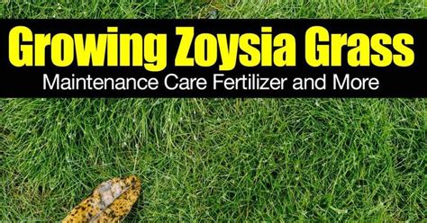 A common problem with st. Growing Zoysia Grass - Maintenance Care Fertilizer and ...