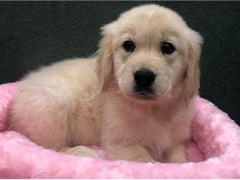 We have 6 sweet boys, and 6 beautiful girls to choose from. Golden Retriever-DOG-Female-Golden-2943686-Petland San Antonio