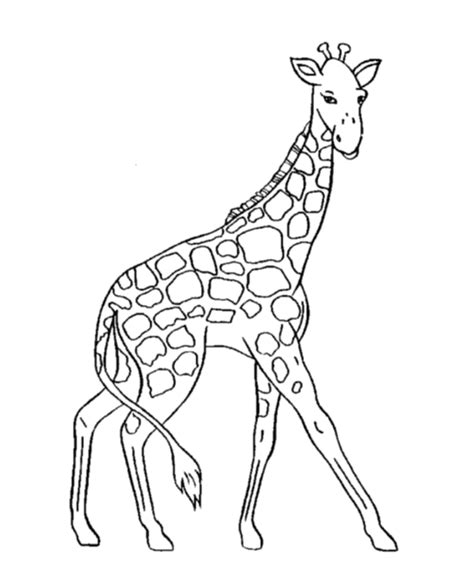 You're quite likely to catch a glimpse of these adorable animals in the southern stretches of mexico and, as they tend to hang out in groups, they're fairly easy to spot! Animal Planet Coloring Pages - Coloring Home