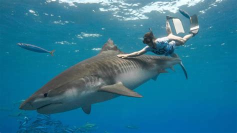 They eat everything from albatrosses, venomous sea snakes, and other sharks to manmade objects like paint cans. Say hello to Kamakai, the world's biggest tiger shark | GMA