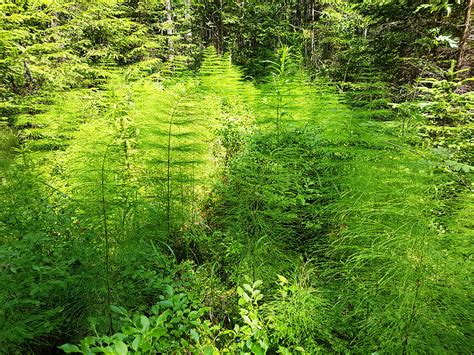 Romania) and it was included by the romanian government in the category of reservations and. Poiana Stampei Peat Bog (Tinovul Mare), Romania