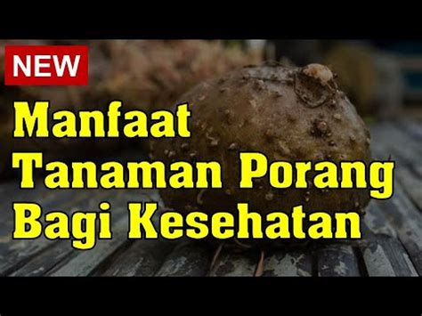 Maybe you would like to learn more about one of these? Manfaat Tanaman Porang bagi Kesehatan - YouTube