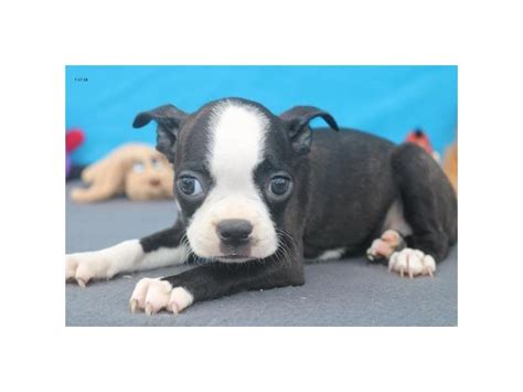 Akc champion bloodline boston terrier. Visit our Boston Terrier puppies for sale near Franklin Wisconsin