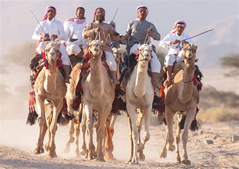 The annual king abdulaziz camel festival, the largest pageant in the gulf, took place here and attracted some 30,000 camels and 300,000 visitors. Saudi Arabia gears up for tourists | Financial Times